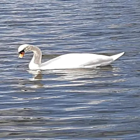 Hausboot Am Prerauer Stich In